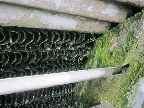 Rêu tảo hình thành trong tháp giải nhiệt 