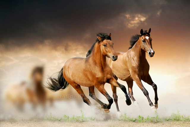 Ngựa được cho là con vật trung thành, gần gũi mang lại may mắn từ xưa